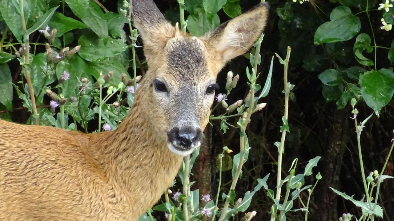 Gite De Chapeleche Les Chataigniers Gluiras Exteriér fotografie