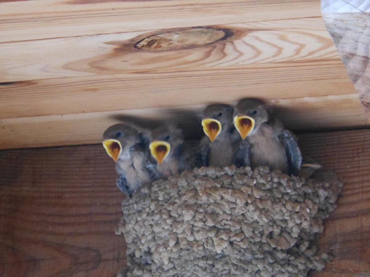 Gite De Chapeleche Les Chataigniers Gluiras Exteriér fotografie