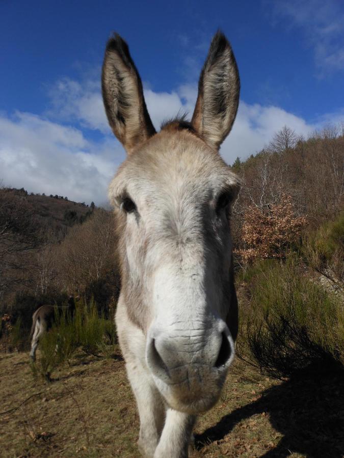 Gite De Chapeleche Les Chataigniers Gluiras Exteriér fotografie